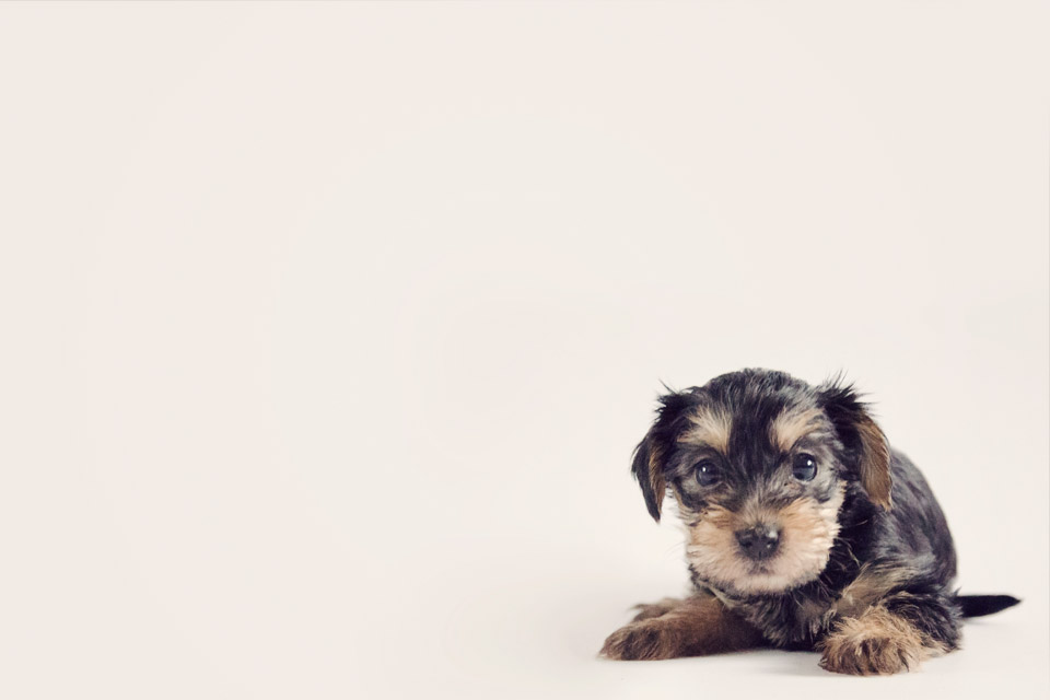 Dee the Yorkiepoo puppy - Louise Gault Photography